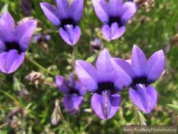 Image result for Monopsis
