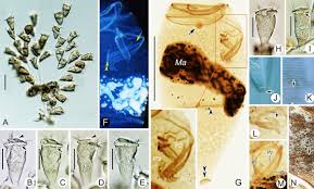Image result for Physotrichia