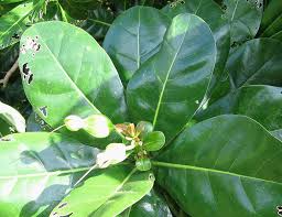 Image result for Barringtonia asiatica
