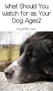 What Should I Watch For As My Dog Ages Hundepflege Hundegeschichten Hunde