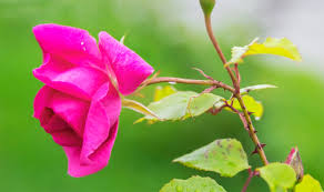 It is native to eastern south america, found from brazil, west to peru, and south to southern argentina. In What Climate Can You Grow Bougainvillea