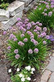 Summer Beauty Allium Allium Tanguticum Summer Beauty At Gertens Allium Flowers Drought Tolerant Garden Globe Flower