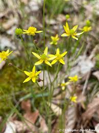 Image result for Ranunculus volkensii