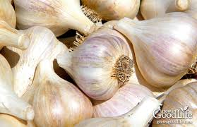 15 growing garlic plants california white bulbs cloves sets dug before shipping. 7 Tips For Growing Great Garlic