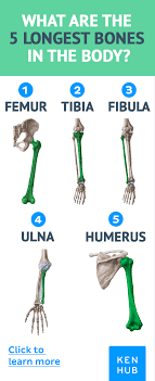 Bones Medical Anatomy Human Body Anatomy Human Bones Anatomy