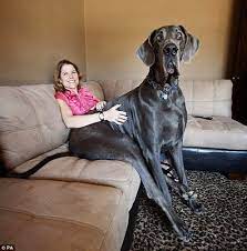 George the giant was a sideshow performer act from season 3 of america's got talent. Rip Giant George Grosster Hund Lustige Tierfotos Schosshund
