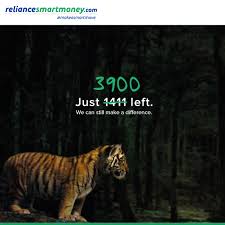 Siberian tigers are the world's largest cats and can weigh up to 660 pounds. Brands Roar This International Tiger Day Social Samosa