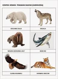 Foto Gambar Hewan Herbivora Carnivora Omnivora