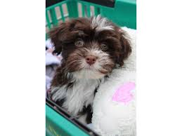 He sells with limited akc registration. Havanese Puppies Petland Montgomery