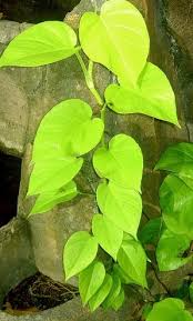 Maybe you would like to learn more about one of these? 63 Gambar Daun Nangka Kuning Paling Hist Gambar Pixabay