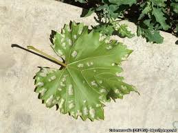 Image result for Colomerus vitis