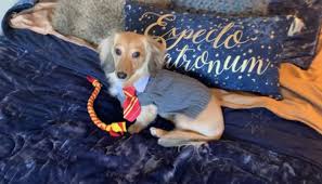 This Adorable Wizard Dog Only Knows Harry Potter Spells As Commands