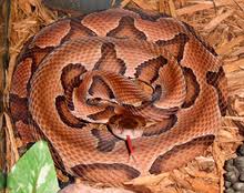 Rattlesnakes shed their skin several times a year and each time they shed a new segment is added to their. Agkistrodon Wikipedia