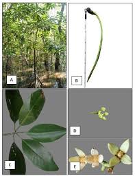 Image result for Rhizophora mucronata