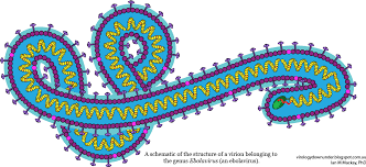 Ebola hemorrhagic fever, transmission and ebola | researchgate, the professional network for background: Behind The Naming Of An Ebolavirus Virology Down Under