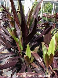 Maybe you would like to learn more about one of these? Cordylines Dracaenas