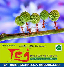 Use the best pest control companies to get rid of unwanted bugs, rodents and reptiles, both inside and outside your home or business. Tej Pest Control On Twitter Are You Are Looking For Pest Control Tej Pest Control Services Provides Best Pest Control Services To Remove Bedbugs Termite Cockroaches Rodent Mosquito Flice Pune Pcmc