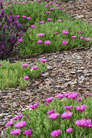 Ice plant, table mountain john proffitt quantityadd to cart. Hardy Ice Plant Delosperma John Proffitt And Spanish Lavender Lavandula Otto Quast Spanish Lavender Plants Ice Plant