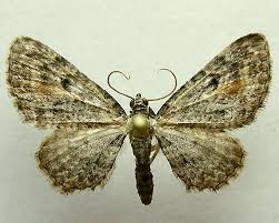 Image result for Eupithecia icterata