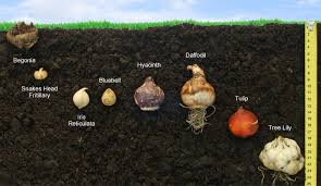 True bulbs include hyacinths, daffodils and tulips tuberous roots include dahlias and some begonias Bulb Planting Depths Planting Bulbs Growing Bulbs Garden Bulbs