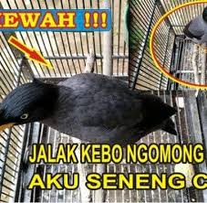 Aplikasi suara burung jalak kebo mp3 offline adalah kumpulan suara kicau burung yang ada dilingkungan kita.dengan aplikasi ini anda bisa melatih burung jalak kebo kesayangan untuk. Kicau Mania Home Facebook