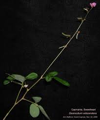 Image result for Asclepias adscendens