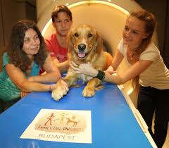 Check spelling or type a new query. Speech Processing Hierarchy In The Dog Brain Eurekalert Science News