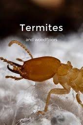 University of california integrated pest management program explains that because of the difficulty in detecting drywood termites and determining the. 15 Pest Ideas Pests Pest Control Pest Control Services