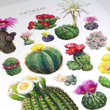 Image result for Cactaceae