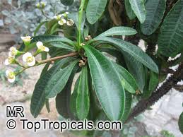 Image result for Euphorbia ramulosa