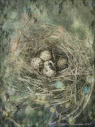 Different Birds With Their Nests Nest Bird Eggs Bird Feathers Nest