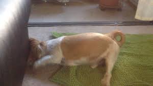 Dog Looking For Something Under The Coach Dogs Animals Photo