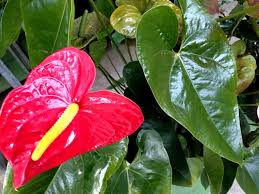 バレンタインデーに ハートの植物を贈ろう 観葉植物編 Roomie ルーミー