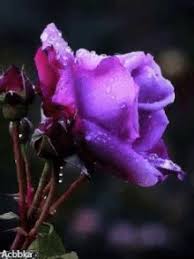 Home of the enchanted rose in southeast asia ♡ we accept credit card payments ♡ worldwide shipping for selected products shp.ee/cd48vuj. Purple Rose Gif Gifs Tenor