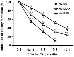 The stage is further broken down into three substages—stage 3a, 3b, and 3c—with each advancing letter representing a progression of the disease. Metastatic Colon Cancer Cell Populations Contain More Cancer Stem Like Cells With A Higher Susceptibility To Natural Killer Cell Mediated Lysis Compared With Primary Colon Cancer Cells