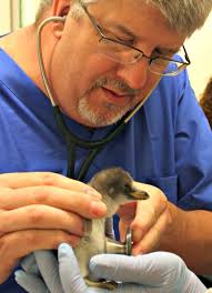 Gentoo Penguin Trio Debuts at Tennessee Auqaiurm