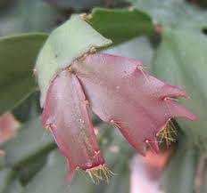 Leaves contain a flavonoid called anthocyanin, which functions to provide the colors we see in flowers and fruit. Christmas Cactus With Red Leaves