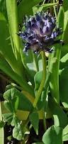 Image result for Petalidium parvifolium