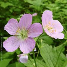 Image result for Geranium