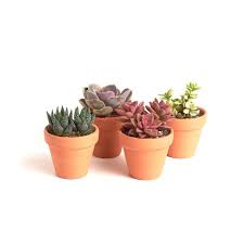 Type of soil a cactus needs. Shop Succulents Terracotta Succulent 4 Pack 4 Tc Succ 2 5 The Home Depot Succulents Planting Succulents Succulent Pots