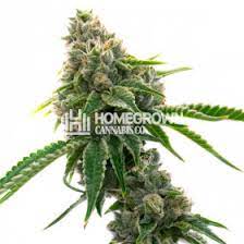Mexican Haze Feminized Strain Profile Homegrown Diaries