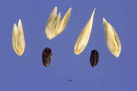 Image result for Eleusine kigeziensis