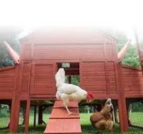 Pre-Built/Pre-Made Chicken Coops | The Chicken Coop Company