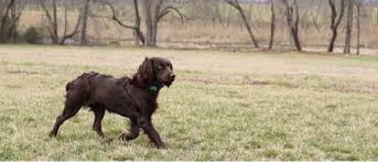 All of our dogs are from hunting backgrounds, however they also make wonderful family pets. Boykin Spaniel All About Dogs Orvis