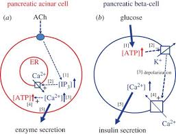 As the work of the muscle increases, more and more atp gets consumed and must be replaced in order for the muscle to keep moving. Calcium And Atp Control Multiple Vital Functions Philosophical Transactions Of The Royal Society B Biological Sciences