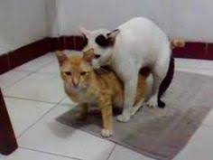 Kucing sedang gundah meratapi nasib. 59 Berita Terbaru Video Pemulihan Mental Korban Pembakaran Masjid Di Toli Masjid Youtube Video