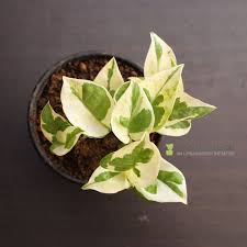 The money raised from this fundraising campaign goes directly to the white helmets. Marble Prince Money Plant Urbano In Indoor Golden Money Plant