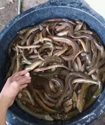Tidak seperti jenis ikan lain yang sudah banyak di budidayakan oleh masyrakat indonesia seperti ikan lele, gurame, patin dan nila. Ayo Budidaya Belut