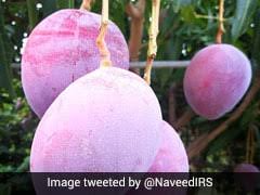 Origins of the miyazaki mango. Wfqexmx0fgblm