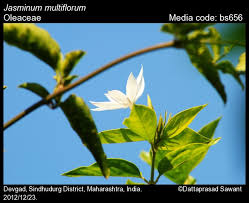 Image result for Jasminum multiflorum